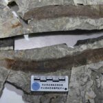 134-Million-Year-Old Lamprey Fossil Unearthed in North China's Hebei Province