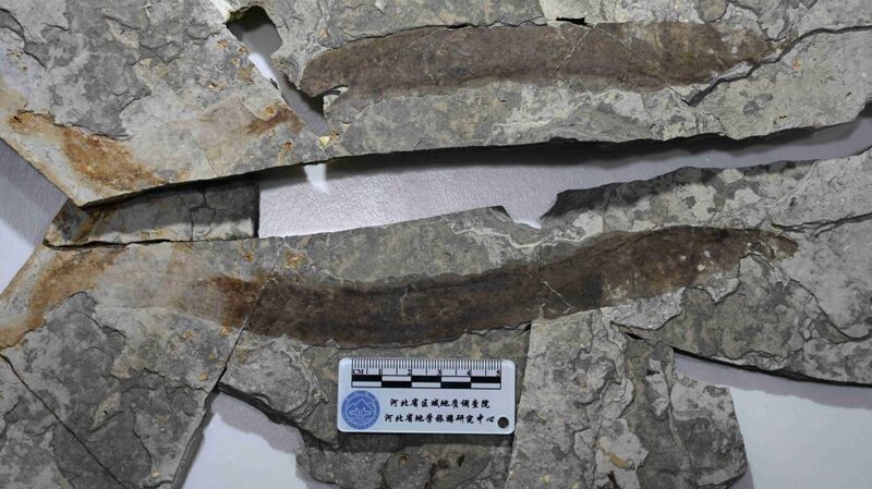 134-Million-Year-Old Lamprey Fossil Unearthed in North China's Hebei Province