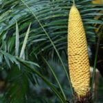 1,360-Year-Old Sago Palm Tree Blooms in South China's Guangxi
