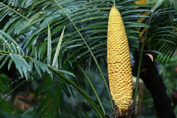 1,360-Year-Old Sago Palm Tree Blooms in South China’s Guangxi 1,360-Year-Old Sago Palm Tree Blooms in South China's Guangxi