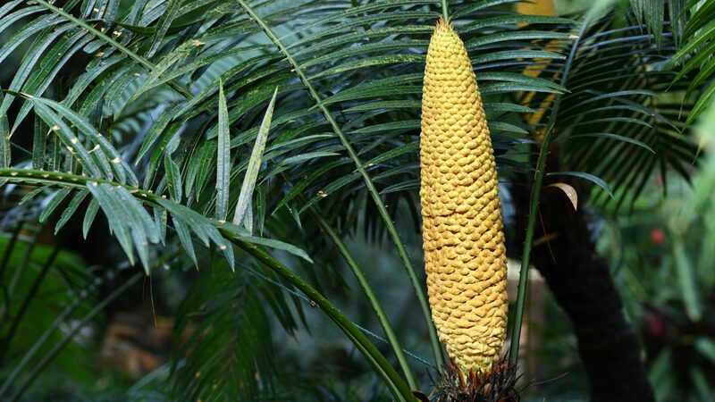 1,360-Year-Old Sago Palm Tree Blooms in South China's Guangxi