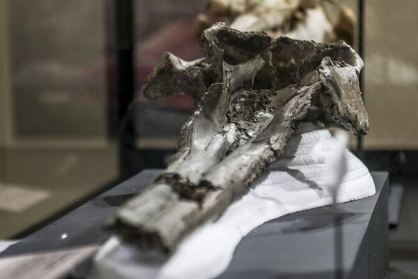 16-Million-Year-Old Dolphin Fossil Found in Peru Links to India’s Ganges River 16-Million-Year-Old Dolphin Fossil Found in Peru Links to India's Ganges River