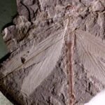 165-Million-Year-Old Dragonfly Fossil Unearthed in North China video poster