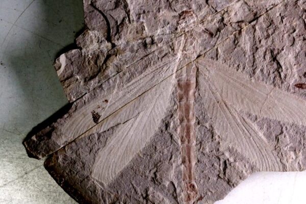 165-Million-Year-Old Dragonfly Fossil Unearthed in North China 165-Million-Year-Old Dragonfly Fossil Unearthed in North China video poster