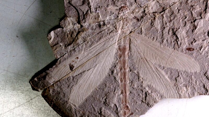 165-Million-Year-Old Dragonfly Fossil Unearthed in North China video poster