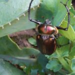17_New_Insect_Species_Unveiled_After_Three_Year_Survey_in_China_s_Mt__Wuyi_National_Park video poster