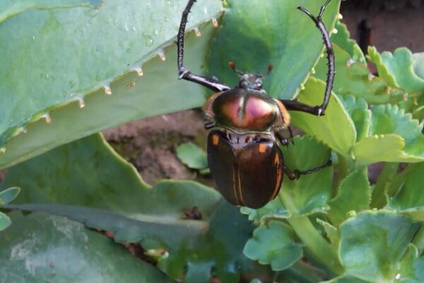 17 New Insect Species Unveiled After Three-Year Survey in China’s Mt. Wuyi National Park 17_New_Insect_Species_Unveiled_After_Three_Year_Survey_in_China_s_Mt__Wuyi_National_Park video poster