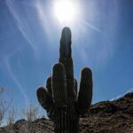 2024_Confirmed_as_Warmest_Year_Globally_Since_1850__Exceeding_Critical_1_5_C_Threshold