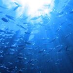 2024_East_Asian_Seas_Congress_Kicks_Off_in_Xiamen__Promoting__Blue_Synergy_