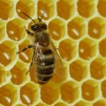 2024_International_Apicultural_Asia_Regional_Symposium_Opens_in_Beijing_s_Miyun_District video poster