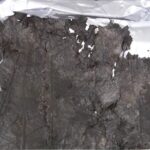 2,200-Year-Old Leaves Unearthed in Ancient Chu State Tomb in East China video poster