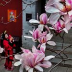 400-Year-Old Eclipta Blooms at Shaanxi's Wuhou Temple, Drawing Global Attention