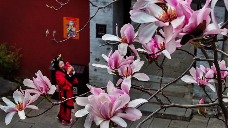 400-Year-Old_Eclipta_Blooms_at_Shaanxis_Wuhou_Temple_Drawing_Global_Attention - Khabar Asia 400-Year-Old Eclipta Blooms at Shaanxi's Wuhou Temple, Drawing Global Attention