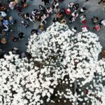 500-Year-Old Magnolia Tree Blooms at Faxi Temple in Hangzhou, Attracting Spring Tourists