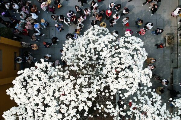 500-Year-Old Magnolia Tree Blooms at Faxi Temple in Hangzhou, Attracting Spring Tourists 500-Year-Old Magnolia Tree Blooms at Faxi Temple in Hangzhou, Attracting Spring Tourists