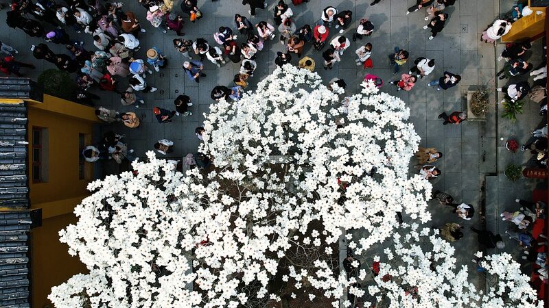 500-Year-Old_Magnolia_Tree_Blooms_at_Faxi_Temple_in_Hangzhou_Attracting_Spring_Tourists - Khabar Asia 500-Year-Old Magnolia Tree Blooms at Faxi Temple in Hangzhou, Attracting Spring Tourists