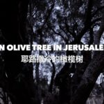 5000-Year-Old Olive Tree in Al-Walaja: A Silent Witness to Conflict video poster