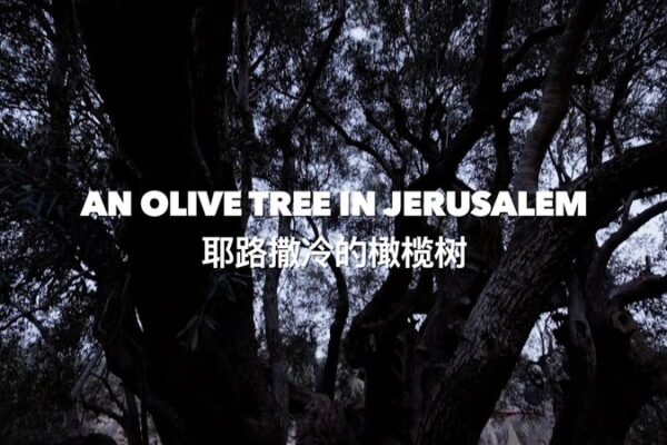 5000-Year-Old Olive Tree in Al-Walaja: A Silent Witness to Conflict 5000-Year-Old Olive Tree in Al-Walaja: A Silent Witness to Conflict video poster