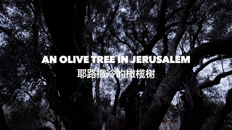 5000-Year-Old_Olive_Tree_in_Al-Walaja_A_Silent_Witness_to_Conflict_poster - Khabar Asia 5000-Year-Old Olive Tree in Al-Walaja: A Silent Witness to Conflict video poster