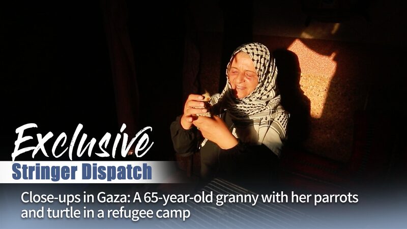 65-Year-Old_Gazan_Woman_Refuses_to_Leave_Pets_Amid_Conflict_poster - Khabar Asia 65-Year-Old Gazan Woman Refuses to Leave Pets Amid Conflict video poster