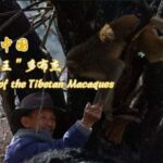 74_Year_Old_Tobgye__Guardian_of_Tibetan_Macaques_in_Xizang_s_Linze_Scenic_Spot video poster
