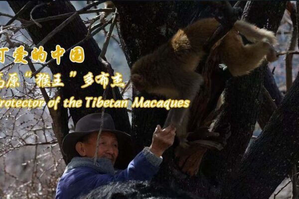 74-Year-Old Tobgye: Guardian of Tibetan Macaques in Xizang’s Linze Scenic Spot 74_Year_Old_Tobgye__Guardian_of_Tibetan_Macaques_in_Xizang_s_Linze_Scenic_Spot video poster