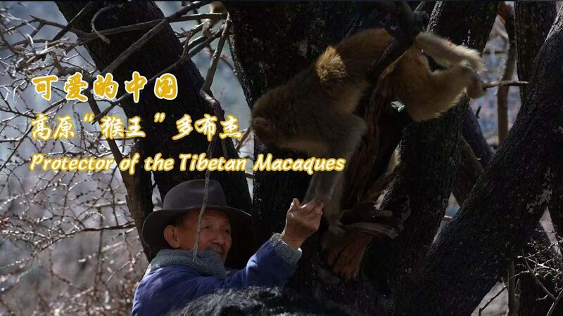 74_Year_Old_Tobgye__Guardian_of_Tibetan_Macaques_in_Xizang_s_Linze_Scenic_Spot video poster