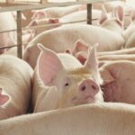 AI_Decodes_Pig_Sounds_to_Boost_Animal_Welfare__European_Scientists_Develop_Breakthrough_Algorithm