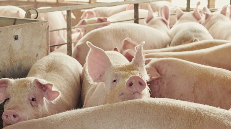 AI_Decodes_Pig_Sounds_to_Boost_Animal_Welfare__European_Scientists_Develop_Breakthrough_Algorithm - Khabar Asia AI_Decodes_Pig_Sounds_to_Boost_Animal_Welfare__European_Scientists_Develop_Breakthrough_Algorithm