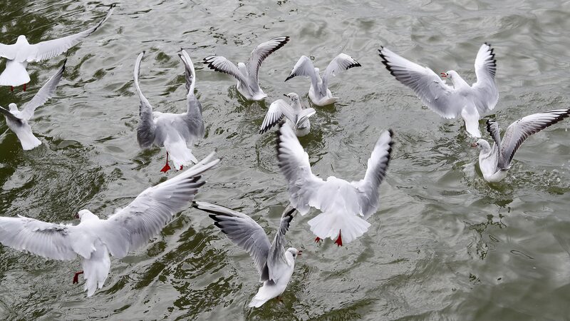 AI_Enhances_Monitoring_of_Migratory_Red_Billed_Gulls_in_Southwest_China video poster
