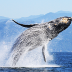 AI Recognition Technology Unveils Secrets of Humpback Whales