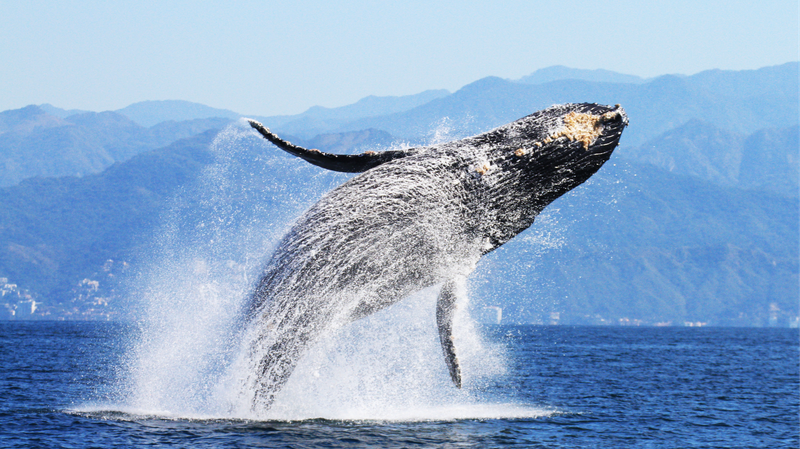 AI_Recognition_Technology_Unveils_Secrets_of_Humpback_Whales - Khabar Asia AI Recognition Technology Unveils Secrets of Humpback Whales