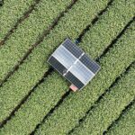 AI Robots Revolutionize Tea Harvest in Hangzhou