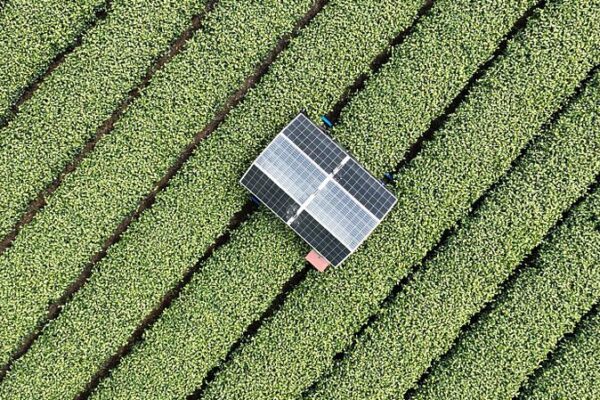 AI Robots Revolutionize Tea Harvest in Hangzhou AI Robots Revolutionize Tea Harvest in Hangzhou
