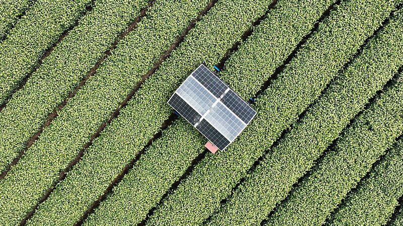 AI_Robots_Revolutionize_Tea_Harvest_in_Hangzhou - Khabar Asia AI Robots Revolutionize Tea Harvest in Hangzhou