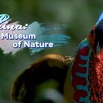 A_Colorful_Display__Male_Cabot_s_Tragopan_Seeks_Mate_in_South_China_s_Forests video poster