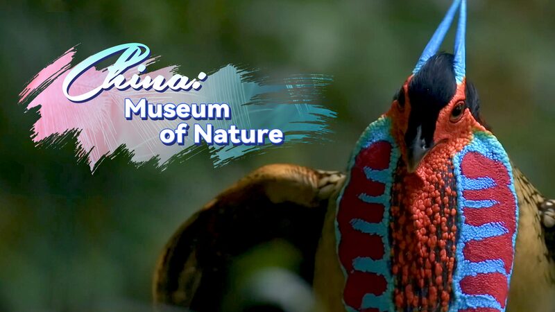 A_Colorful_Display__Male_Cabot_s_Tragopan_Seeks_Mate_in_South_China_s_Forests_poster - Khabar Asia A_Colorful_Display__Male_Cabot_s_Tragopan_Seeks_Mate_in_South_China_s_Forests video poster