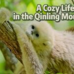 A Cozy Life in China's Qinling Mountains: The Snub-nosed Monkeys' Paradise video poster