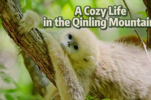 A Cozy Life in China’s Qinling Mountains: The Snub-nosed Monkeys’ Paradise A Cozy Life in China's Qinling Mountains: The Snub-nosed Monkeys' Paradise video poster