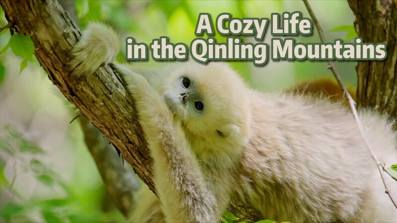 A_Cozy_Life_in_Chinas_Qinling_Mountains_The_Snub-nosed_Monkeys_Paradise_poster - Khabar Asia A Cozy Life in China's Qinling Mountains: The Snub-nosed Monkeys' Paradise video poster