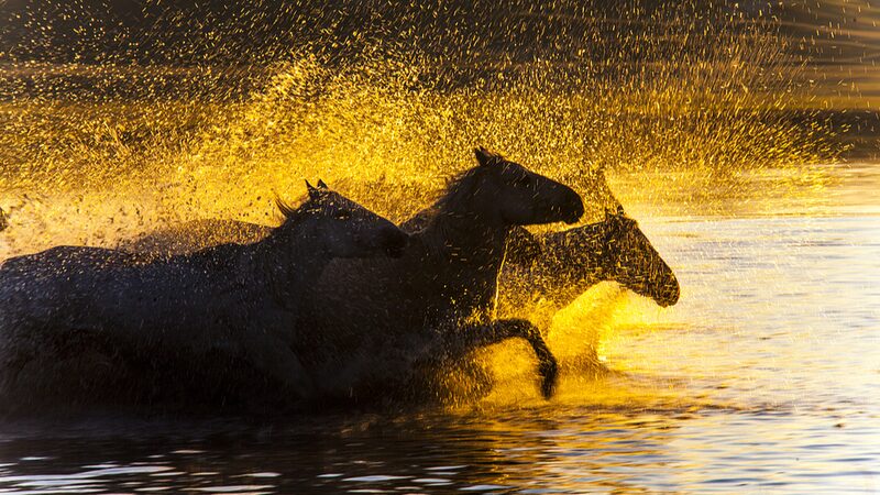 A_Magical_Encounter__Sunrises_and_Horses_in_Inner_Mongolia_s_Ulan_Butong - Khabar Asia A_Magical_Encounter__Sunrises_and_Horses_in_Inner_Mongolia_s_Ulan_Butong