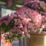 A Post-90s 'Flower Guardian' Revives Bonsai Art in Suzhou video poster