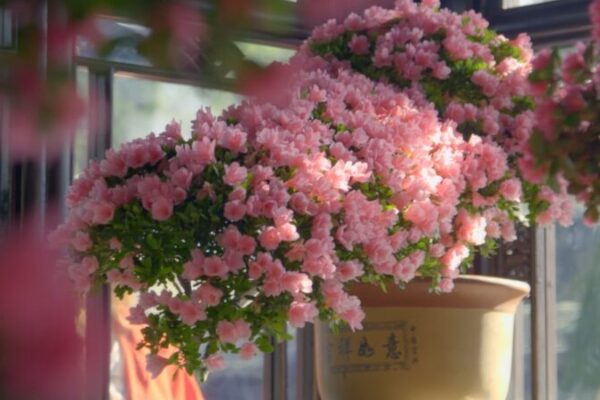 A Post-90s ‘Flower Guardian’ Revives Bonsai Art in Suzhou A Post-90s 'Flower Guardian' Revives Bonsai Art in Suzhou video poster