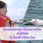 A_Rare_Encounter__Chinese_White_Dolphins_Grace_Leizhou_Bay video poster