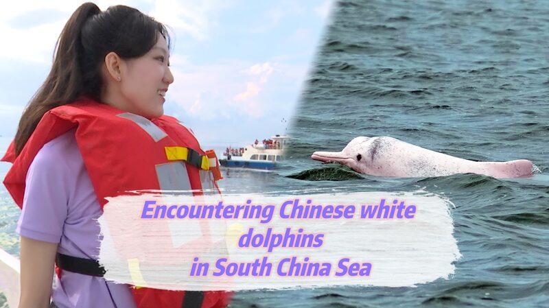 A_Rare_Encounter__Chinese_White_Dolphins_Grace_Leizhou_Bay_poster - Khabar Asia A_Rare_Encounter__Chinese_White_Dolphins_Grace_Leizhou_Bay video poster