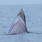 A_Whale_of_a_Time__Bryde_s_Whales_Thrive_at_Weizhou_Island_poster - Khabar Asia A_Whale_of_a_Time__Bryde_s_Whales_Thrive_at_Weizhou_Island video poster