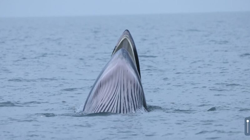 A_Whale_of_a_Time__Bryde_s_Whales_Thrive_at_Weizhou_Island_poster - Khabar Asia A_Whale_of_a_Time__Bryde_s_Whales_Thrive_at_Weizhou_Island video poster