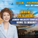 Addressing_Human_Wildlife_Conflicts_in_Sanjiangyuan__Local_Solutions_Unveiled video poster