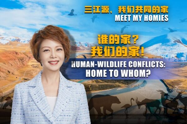 Addressing Human-Wildlife Conflicts in Sanjiangyuan: Local Solutions Unveiled Addressing_Human_Wildlife_Conflicts_in_Sanjiangyuan__Local_Solutions_Unveiled video poster