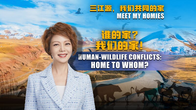 Addressing_Human_Wildlife_Conflicts_in_Sanjiangyuan__Local_Solutions_Unveiled_poster - Khabar Asia Addressing_Human_Wildlife_Conflicts_in_Sanjiangyuan__Local_Solutions_Unveiled video poster